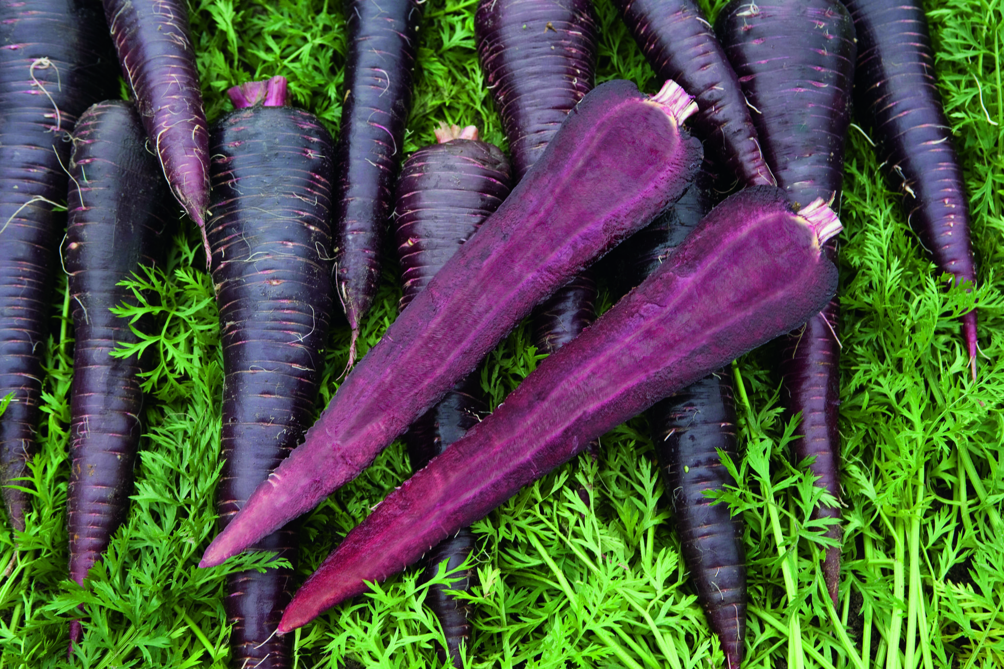GULROT DEEP PURPLE PRES. | LOG AS | Det spirer og gror!